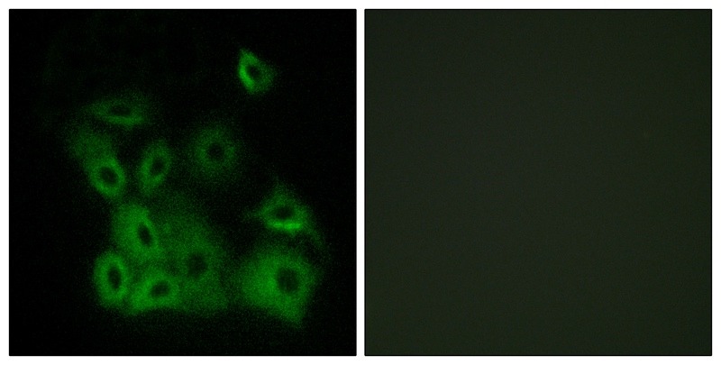 Anti-Phospho-BAX (Thr167) Polyclonal Antibody
