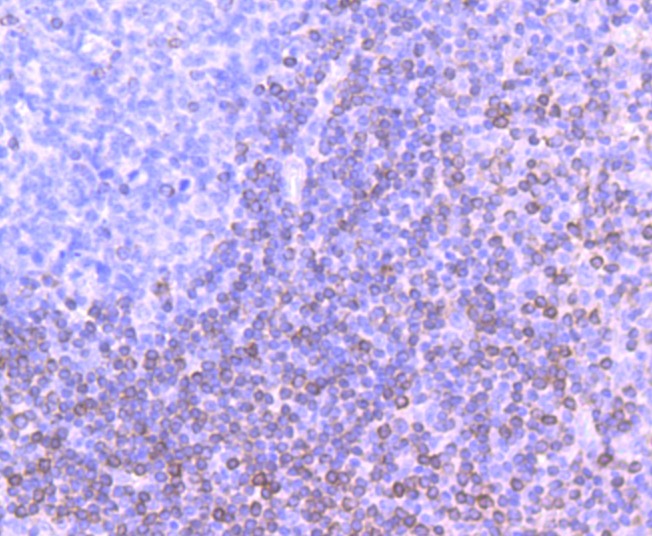 Anti-BCL2 Antibody (4Z465)