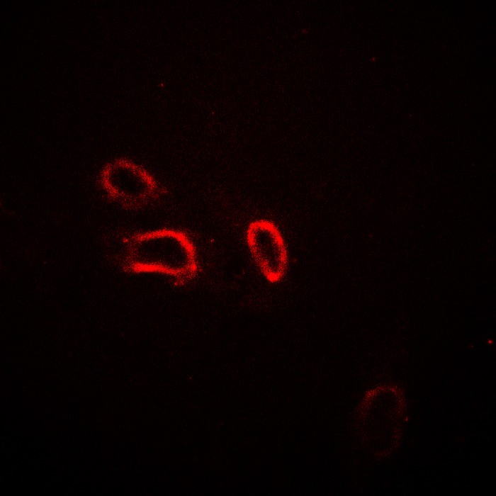 Anti-Phospho-Beta-NaCH (Thr615) Polyclonal Antibody