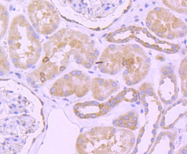 Anti-BCL2 Antibody (9S932)