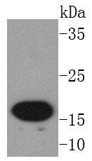 Anti-AGR2 Antibody (7E227)