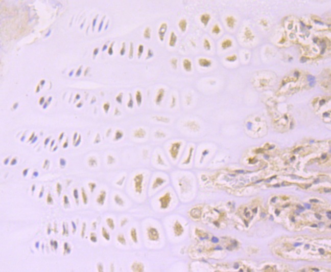 Anti-Aggrecan Antibody (9Z438)