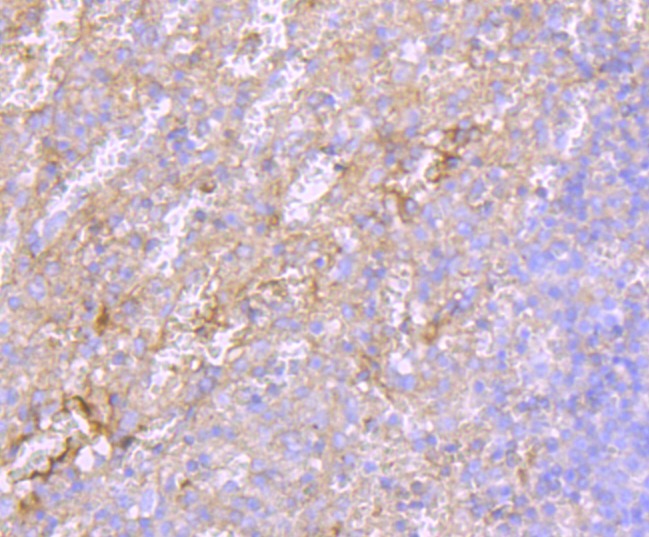 Anti-ALB Antibody (6N642)