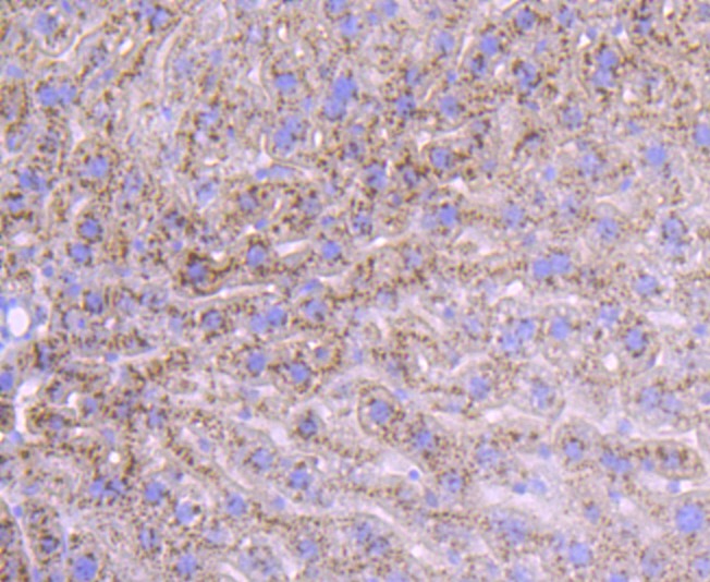 Anti-ALB Antibody (6N642)