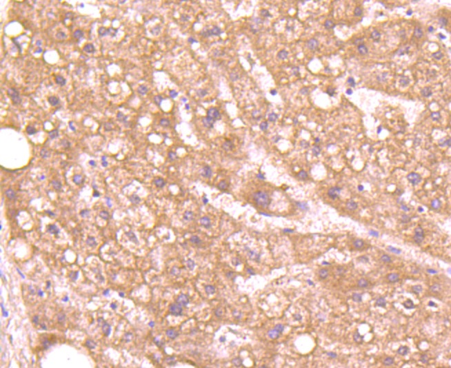 Anti-Aggrecan Antibody (9Z438)