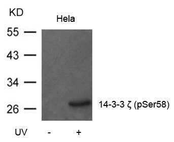 Anti-Phospho-14-3-3 zeta/delta (Ser58) Polyclonal Antibody