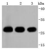 Anti-14-3-3 beta/alpha Antibody (6Z701)
