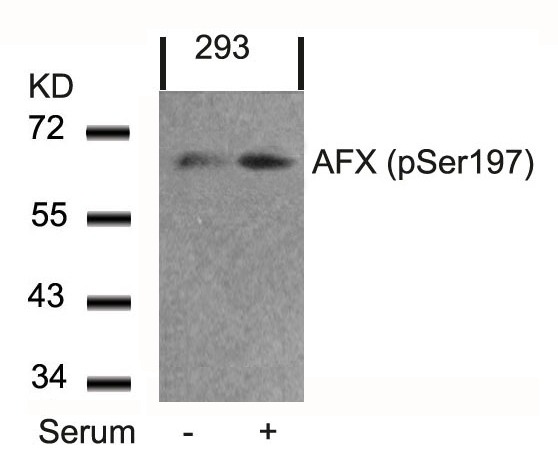 Anti-Phospho-FOXO4 (Ser197) Polyclonal Antibody 2