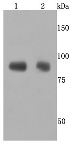 Anti-ADAM10 Antibody (4B559)