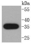 Anti-Caspase-3 Antibody (6S481)