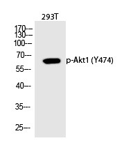 Anti-Phospho-AKT1 (Tyr474) Polyclonal Antibody