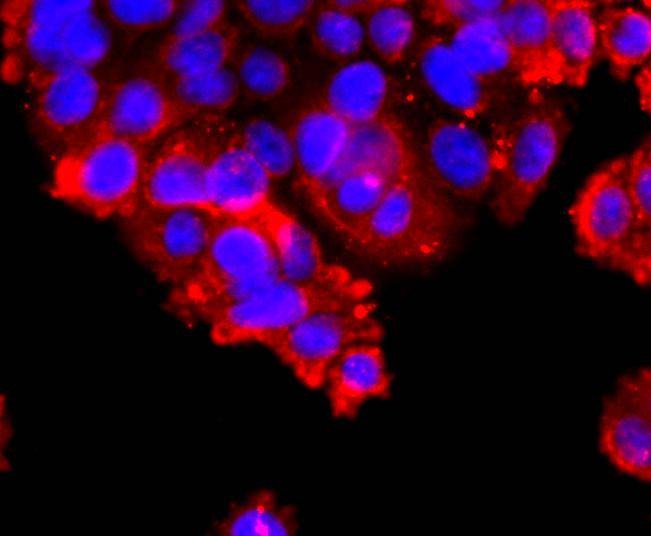 Anti-ADAM17 Antibody (6O847)