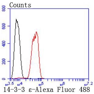 Anti-14-3-3 epsilon Antibody (5E440)