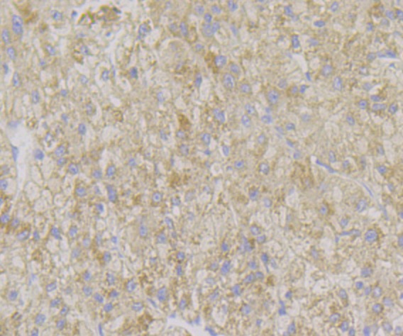 Anti-ADAMTS13 Antibody (1C436)