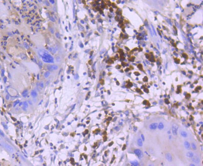Anti-Caspase-3 Antibody (6S481)