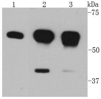 Anti-AKT1 Antibody (7N506)