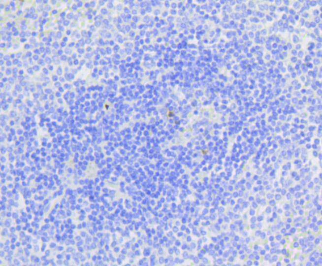 Anti-Caspase-3 Antibody (6C392)
