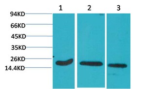 Anti-Caspase-3 Antibody (1Q94)