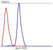 Anti-AKT1 Antibody (7N506)