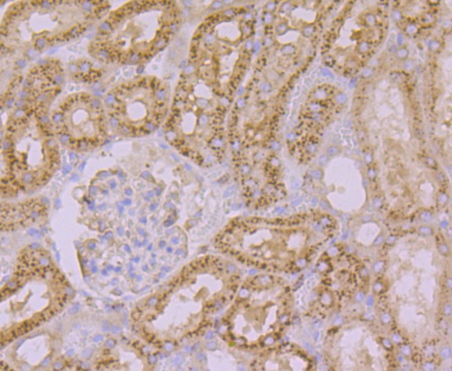 Anti-Arp3/ACTR3 Antibody (1Q436)