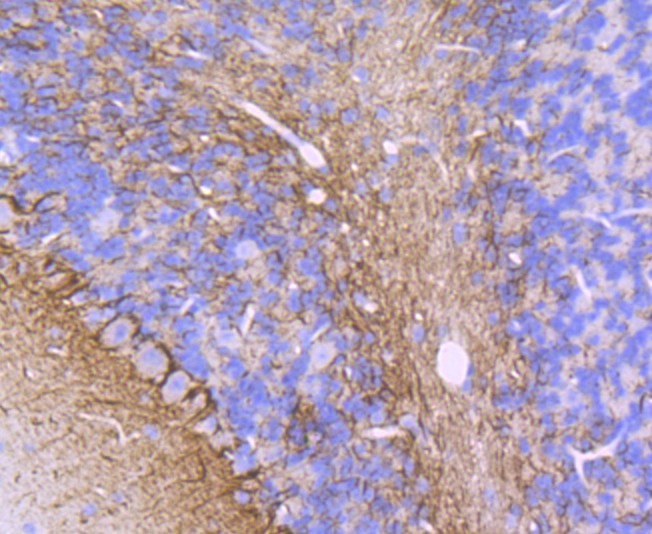Anti-alpha Internexin Antibody (3U304)