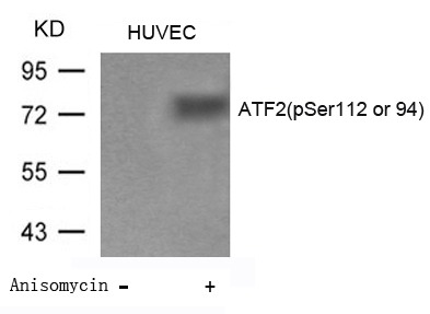 Anti-Phospho-ATF2 (Ser112 or 94) Polyclonal Antibody