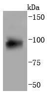 Anti-AHR Antibody (8Z303)