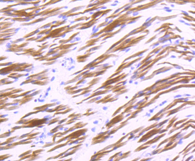Anti-CRYAB Antibody (6W222)