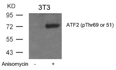 Anti-Phospho-ATF2 (Thr69 or 51) Polyclonal Antibody