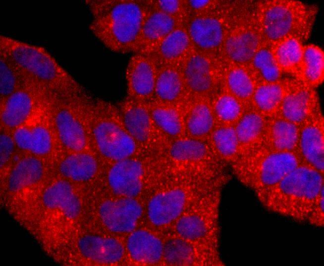 Anti-AHR Antibody (8Z303)