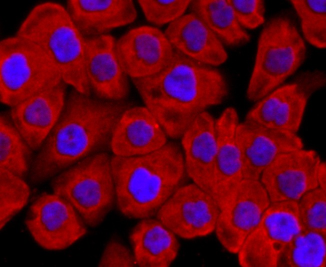Anti-Argonaute-2 Antibody (1L369)