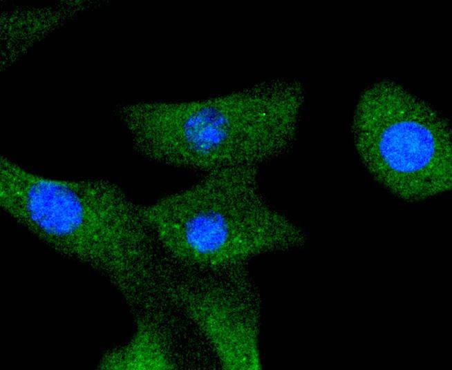 Anti-A-Raf Antibody (2P32)