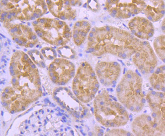 Anti-A-Raf Antibody (2P32)