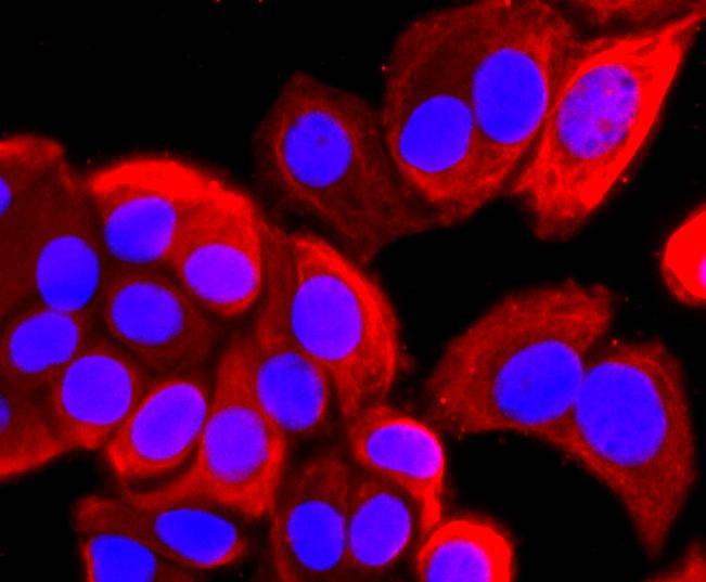 Anti-ARF6 Antibody (4X904)