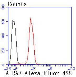 Anti-A-Raf Antibody (2P32)