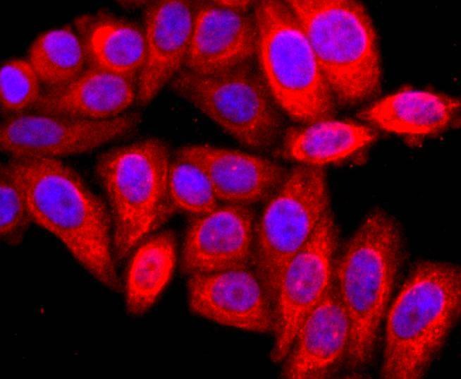 Anti-ARF6 Antibody (4X904)
