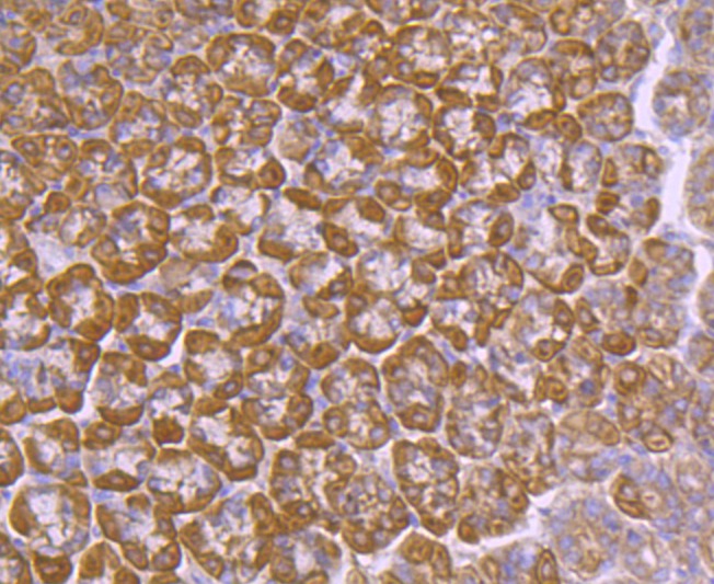 Anti-Argonaute-2 Antibody (1L369)