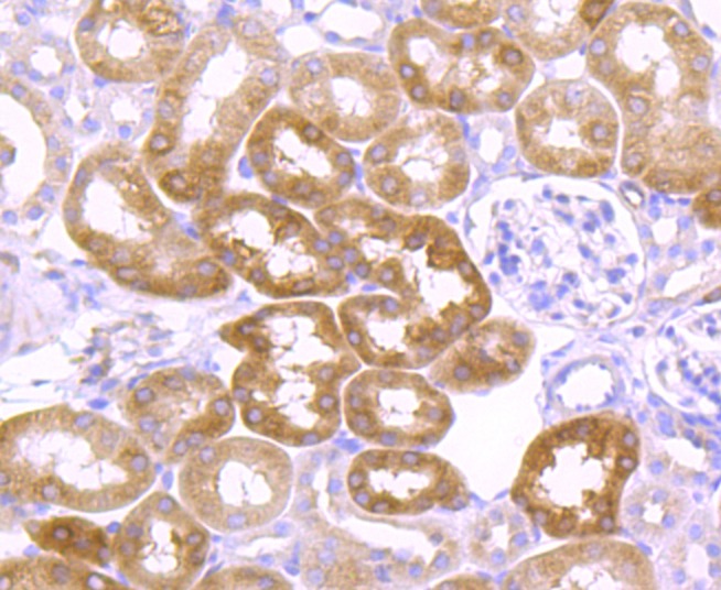 Anti-Argonaute-2 Antibody (1L369)
