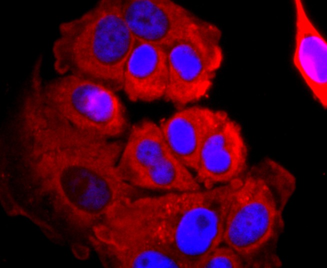 Anti-Argonaute-2 Antibody (1L369)