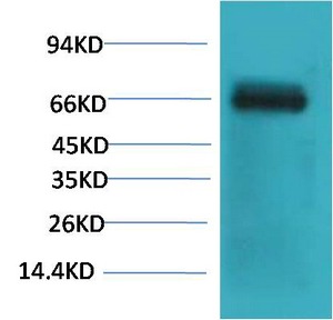 Anti-ALB Antibody (1R211)