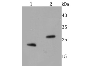 Anti-BNIP3 Antibody (3L227)