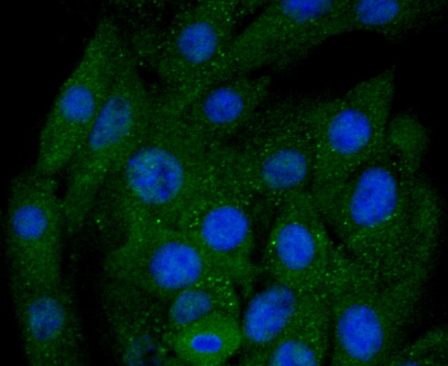 Anti-BNIP3 Antibody (3L227)