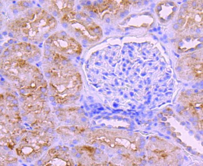 Anti-BNIP3 Antibody (3L227)