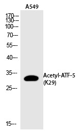 Anti-Acetyl-ATF-5 (Lys29) Polyclonal Antibody