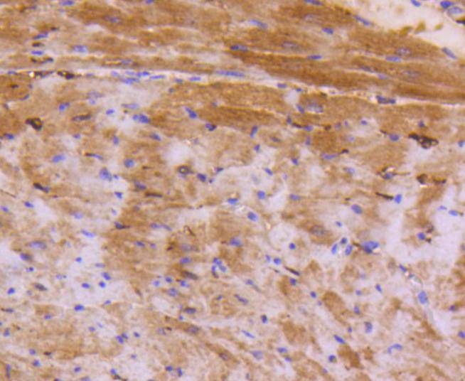 Anti-ATF-5 Antibody (6Y194)