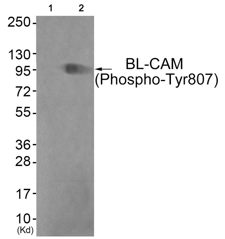 Anti-Phospho-Siglec-2/CD22 (Tyr807) Polyclonal Antibody 2