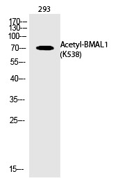 Anti-Acetyl-BMAL1 (Lys538) Polyclonal Antibody