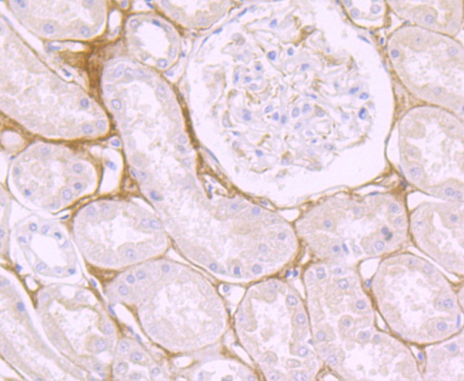 Anti-Biglycan Antibody (9V222)