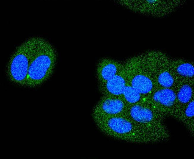 Anti-ATF-4 Antibody (7M603)