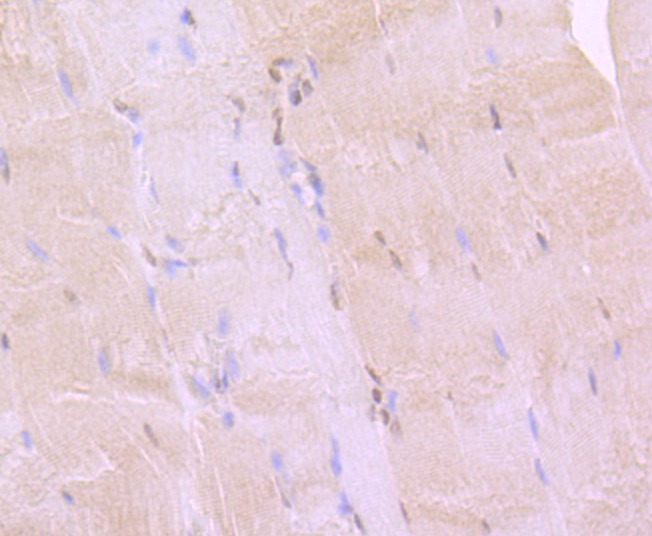 Anti-BMI-1 Antibody (4I124)